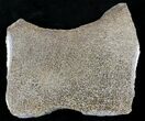 Large Polished Agatized Dinosaur Bone Section - x #21343-1